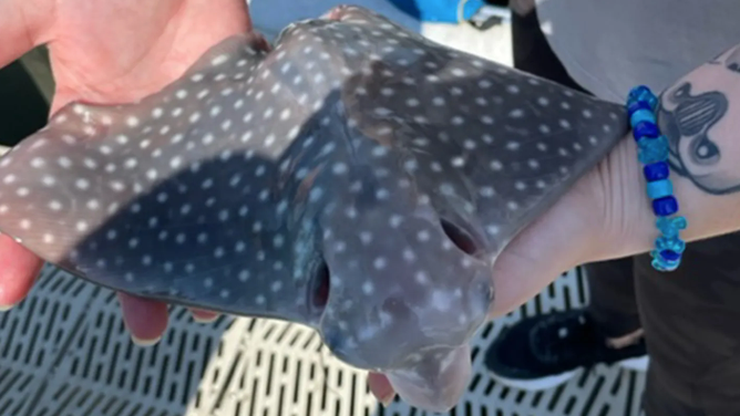 Spotted eagle ray