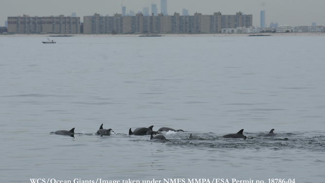 Dolphin activity in the Hudson River has increased in recent years with improvements to the water quality. (Credit: Wildlife Conservation Society)