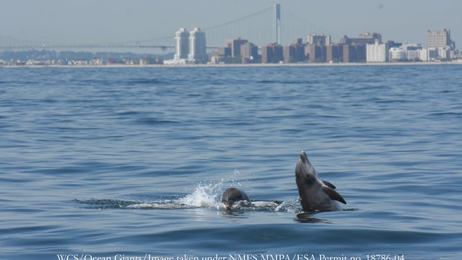 Dolphin activity in the Hudson River has increased in recent years with improvements to the water quality. (Credit: Wildlife Conservation Society)