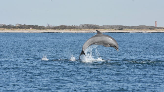 Dolphin activity in the Hudson River has increased in recent years with improvements to the water quality. (Credit: Wildlife Conservation Society)