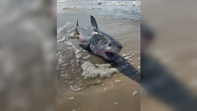 Dead shark