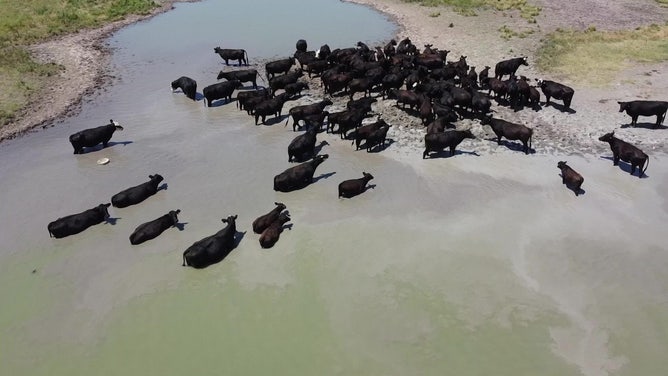 Cows cool off