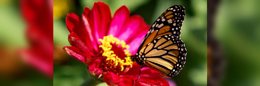 Monarch butterflies are now listed as endangered