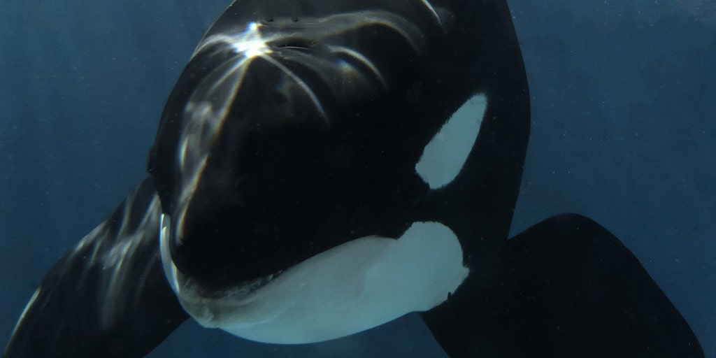 SeaWorld San Diego's 20-year-old killer whale Nakai dies after