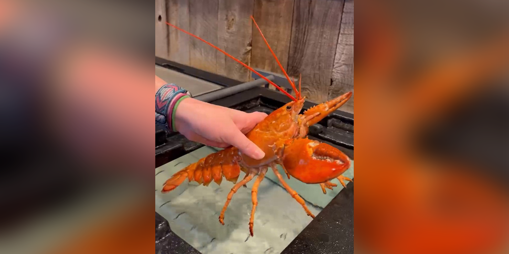 Hold the butter Rare, orangecolored lobsters saved by Red Lobster