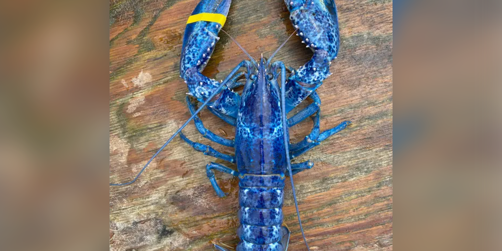 blue and yellow lobster