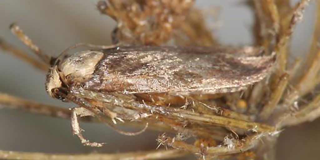 Watch your carrots! This invasive moth found for first time in