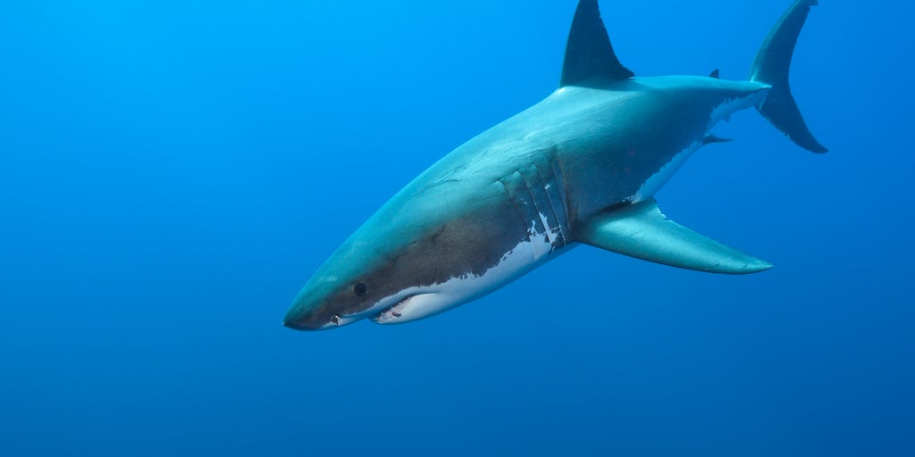 Beloved ‘Danny’ the white shark found dead after six years of tracking him throughout the Atlantic