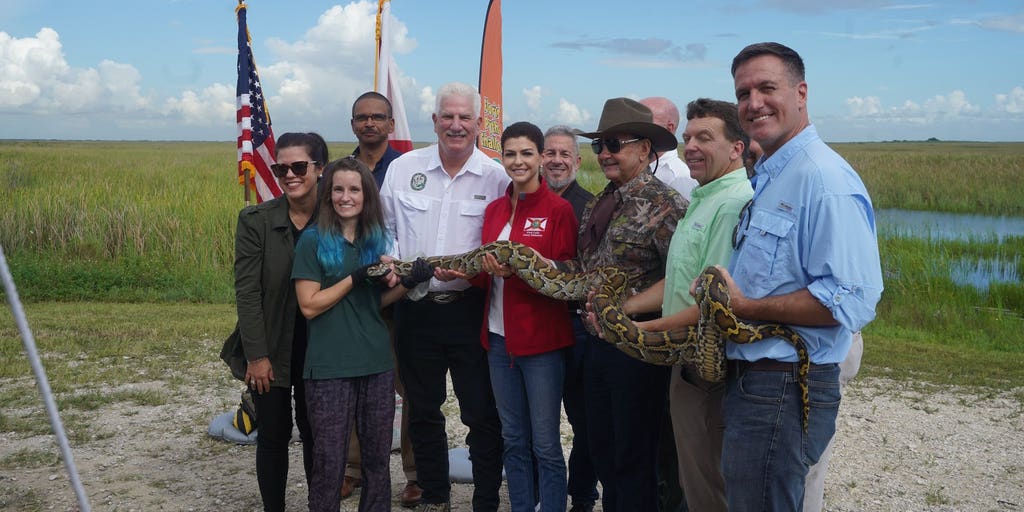 Florida's annual Burmese python hunt is underway | Fox Weather