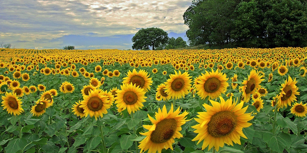 Sunflowers in September at Linder Farms in Meridian, Idaho