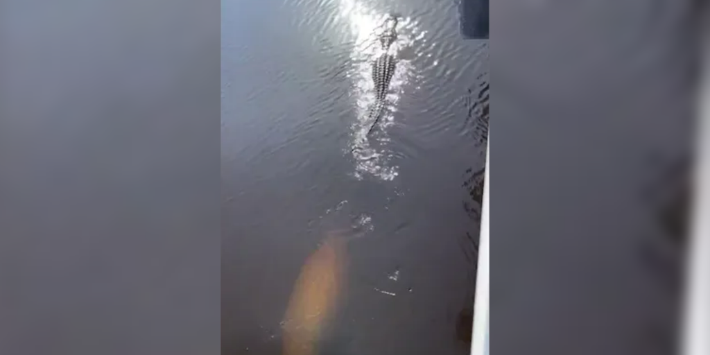 Only in Florida: Watch a manatee chase an alligator at a Florida park ...