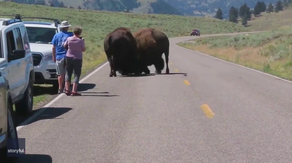 'They will kill you': Tourists warned to move away from bison fight in Yellowstone
