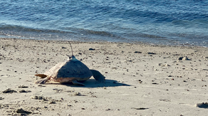 Adios, Adobo! Rehabilitated loggerhead sea turtle released back into the waters off Cape Cod