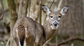 People are panicking over ‘zombie deer’ — here are the facts