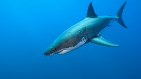 Beloved ‘Danny’ the white shark found dead after six years of tracking him throughout the Atlantic
