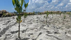 Florida island transformed into resilient ecosystem for marine life to thrive