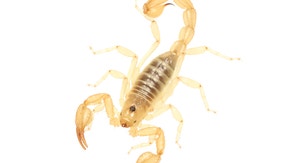 2 new scorpion species discovered in dry California lake-beds