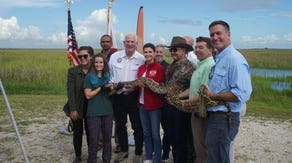 Florida's annual Burmese python hunt is underway