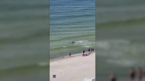 Beachgoers in awe as hammerhead shark chases stingrays along shore