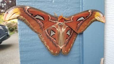 Giant moth alert: ‘This is a ‘gee-whiz’ insect’