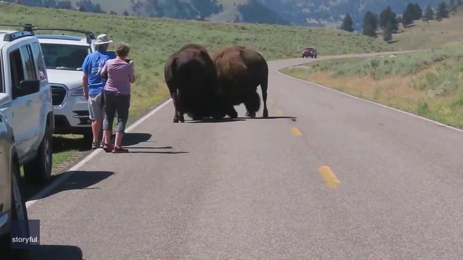 Tourists filming two bison fight in Yellowstone National Park.