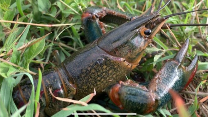 See the invasive, Australian crawfish discovered in Texas