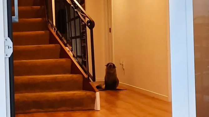 Younger seal wanders into New Zealand dwelling, terrorizes household cat