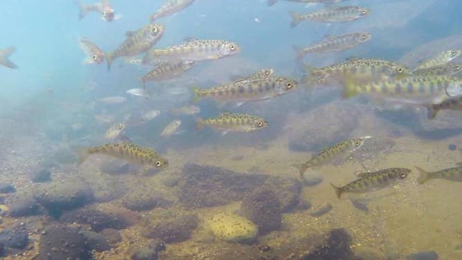 Chinook salmon swim in the Sacramento River system.