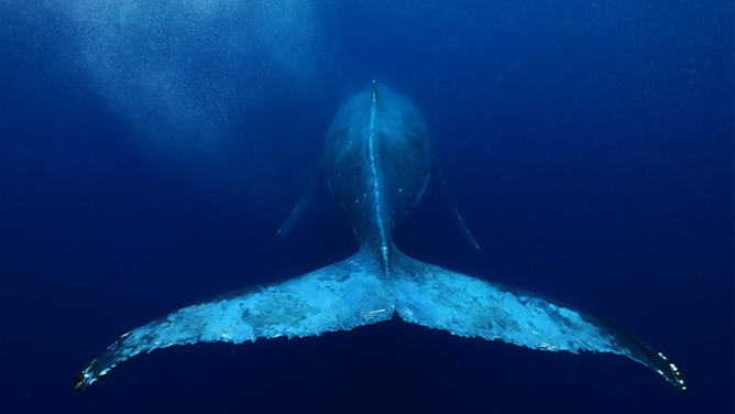 FILE - Humpback whales enjoy the warm waters of the Pacific ocean, Tonga.