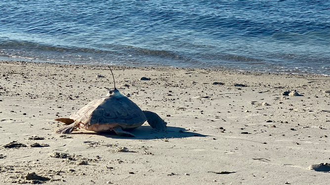 Adobo, a 44-pound endangered loggerhead sea turtle was released back into the waters off Cape Cod, Massachusetts, at the end of July.