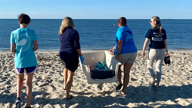 Adobo is released back into the water off Cape Cod, Massachusetts.
