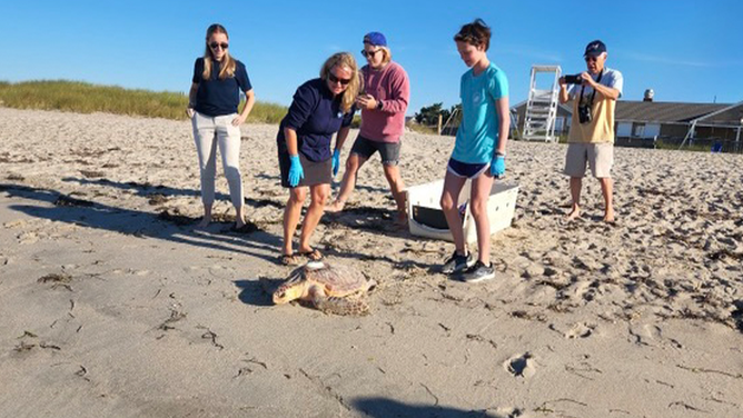 Adobo is released back into the water off Cape Cod, Massachusetts.