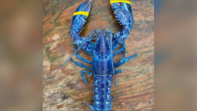 A rare blue lobster was caught in the Gulf of Maine.