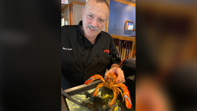 Cheddar, a rare, orange-colored lobster, was rescued by Red Lobster and sent off to Ripley's Aquarium in Myrtle Beach, South Carolina.