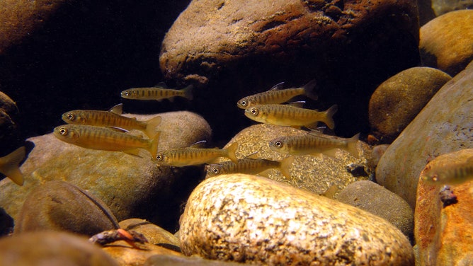 Juvenile Coho salmon swim in a rocky river. 