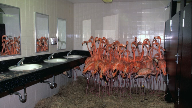 Flamingos huddled in a Zoo Miami bathroom during Hurricane Andrew in August 1992.