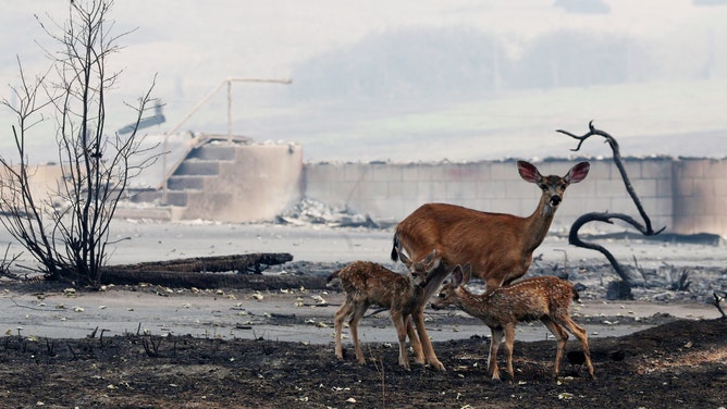 Deer and her two fawns stand in front of the charred remains of a building burned by the McKinney Fire