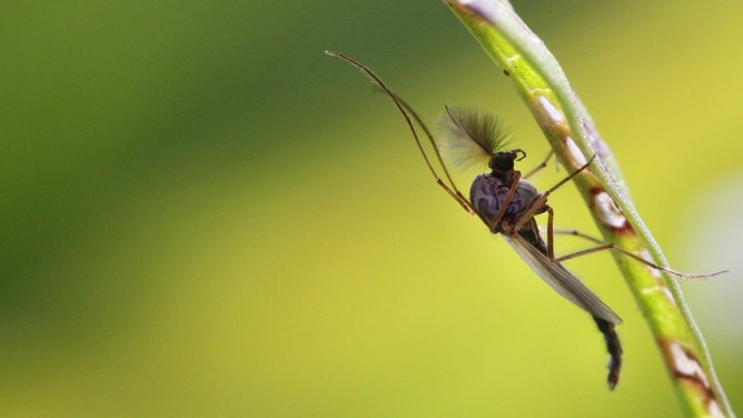 A midge, resting on a plant. Midges are carriers of the disease EHD.