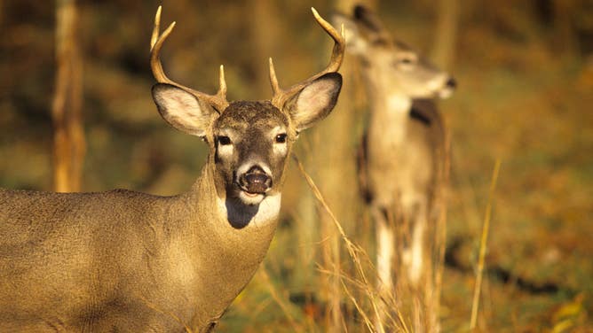 Two whitetail deer.