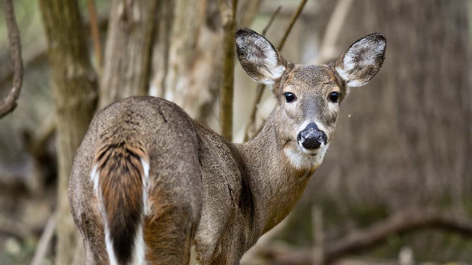 A whitetail deer looks for food in the woods.