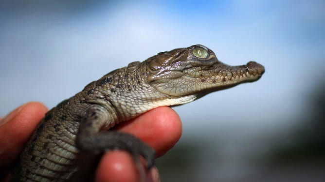 Crocodile hatchling about to be released near Florida Power and Light Turkey Point Nuclear Power Plant