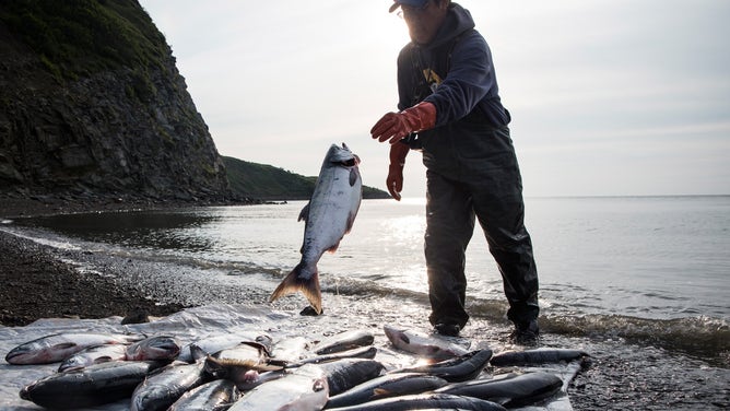Joseph John Jr. washes freshly caught salmon with his son, Jeremiah John, while waiting for the tide to come in on July 1, 2015 in Newtok, Alaska.