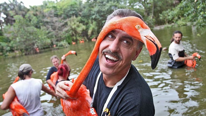 Zoo Miami's communications director, Ron Magill, captures one of the zoo's flamingos for temporary relocation on the zoo's grounds in Miami on Thursday, April 17, 2014. The zoo plans a new entrance that will include a state-of-the-art home for the birds. (Patric Farrell/Miami Herald/Tribune News Service via Getty Images)