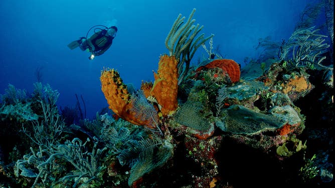 Coral reef in the Bahamas.