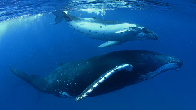 Humpback whales, enjoy the warm waters of the Pacific ocean, Tonga.