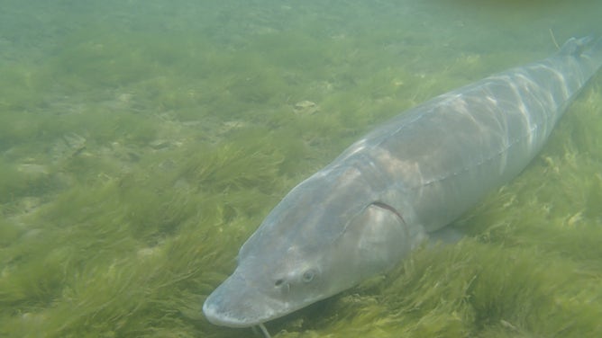 A lake Sturgeon fish.