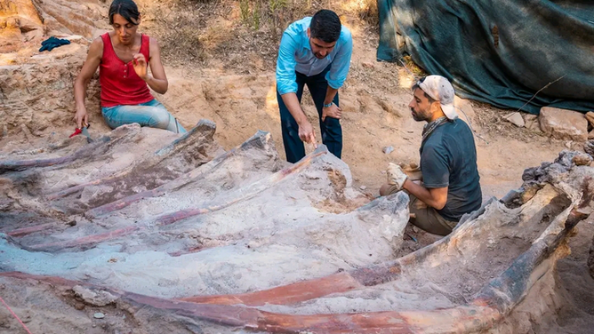 The excavation campaign at the Monte Agudo paleontological site (Pombal, Portugal) resulted in the extraction of part of the fossilized skeleton of a large sauropod dinosaur.
