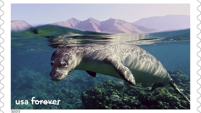 Hawaiian monk seal in Hawaiian Islands Humpback Whale National Marine Sanctuary
