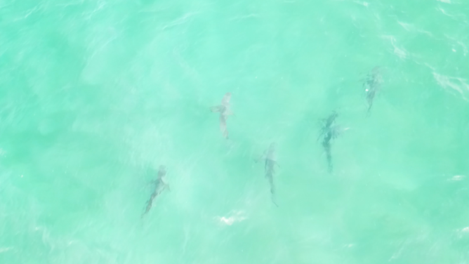 A group of five sharks were recently spotted swimming and hunting together off Islip's Atlantique Beach, New York.