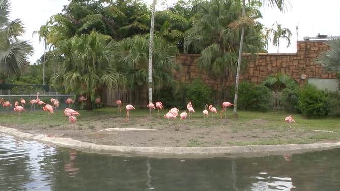 The new Zoo Miami Flamingo exhibit has a block house where the birds can shelter in a storm.